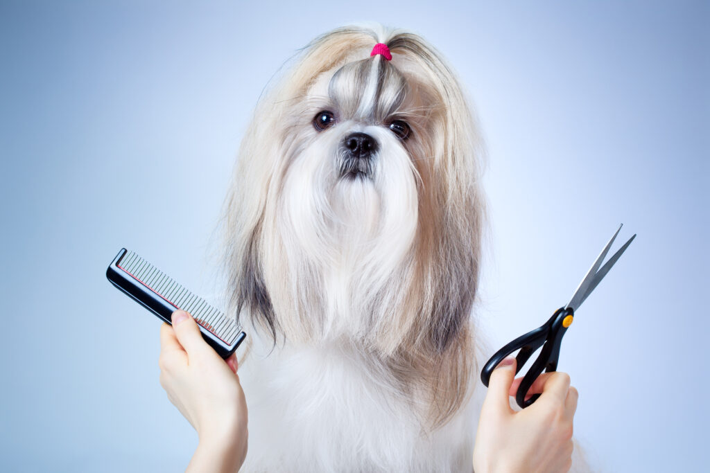 Miami pet grooming